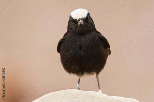 Witkruintapuit, White-crowned Wheatear, Oenanthe leucopyga photo