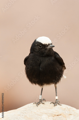 Witkruintapuit, White-crowned Wheatear, Oenanthe leucopyga photo