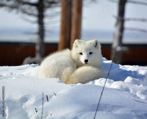 Foto In winter arctic fox (Vulpes lagopus), also known as the white, polar or snow fo