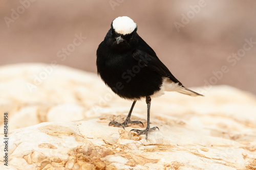 Witkruintapuit, White-crowned Wheatear, Oenanthe leucopyga photo