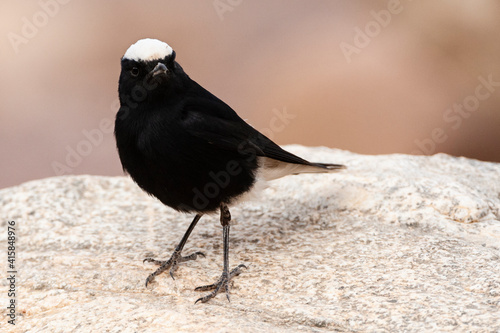 Witkruintapuit, White-crowned Wheatear, Oenanthe leucopyga photo