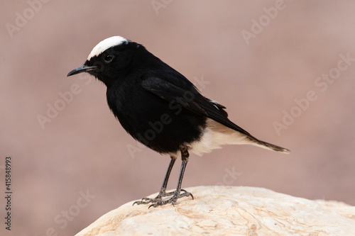 Witkruintapuit, White-crowned Wheatear, Oenanthe leucopyga photo