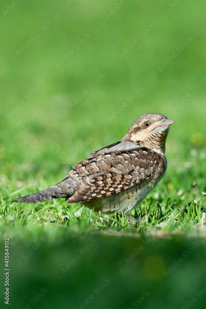 Draaihals, Eurasian Wryneck, Jynx torquilla Draaihals, Eurasian Wryneck, Jynx torquilla