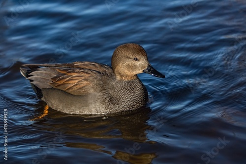 A wild gadwall male, a grey and brown dabbling duck with black beak, swimming in a blue river on a sunny winter day. photo