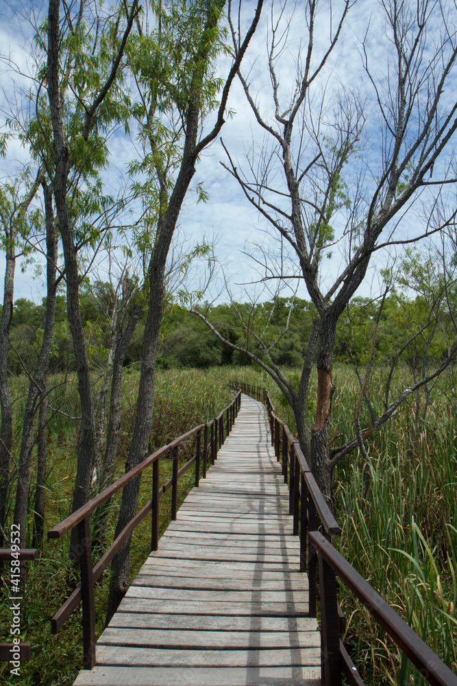 Hiking the wetland. View of the wooden path across the green reeds and marsh in the tropical forest.
