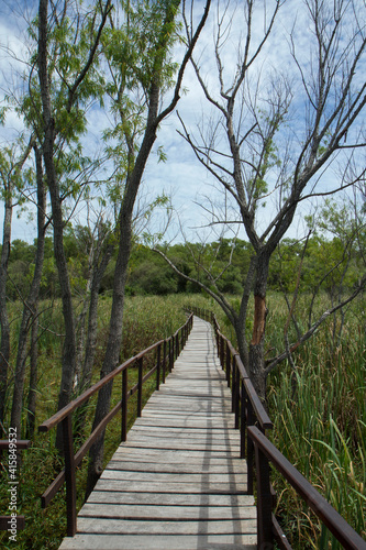 Fototapeta Naklejka Na Ścianę i Meble -  Hiking the wetland. View of the wooden path across the green reeds and marsh in the tropical forest.