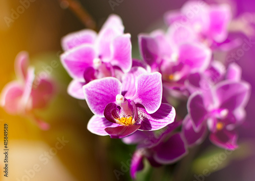 close-up bright pink and purple orchid. natural background with bright rays of the sun