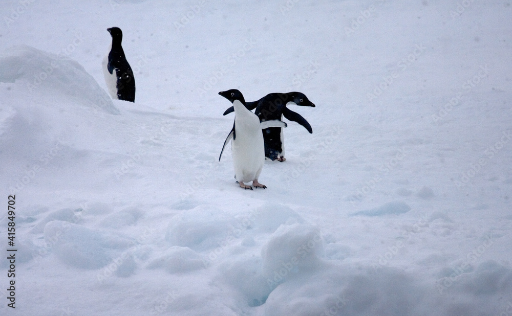 Obraz premium Adelie Penguin, Adelie Pinguin, Pygoscelis adeliae