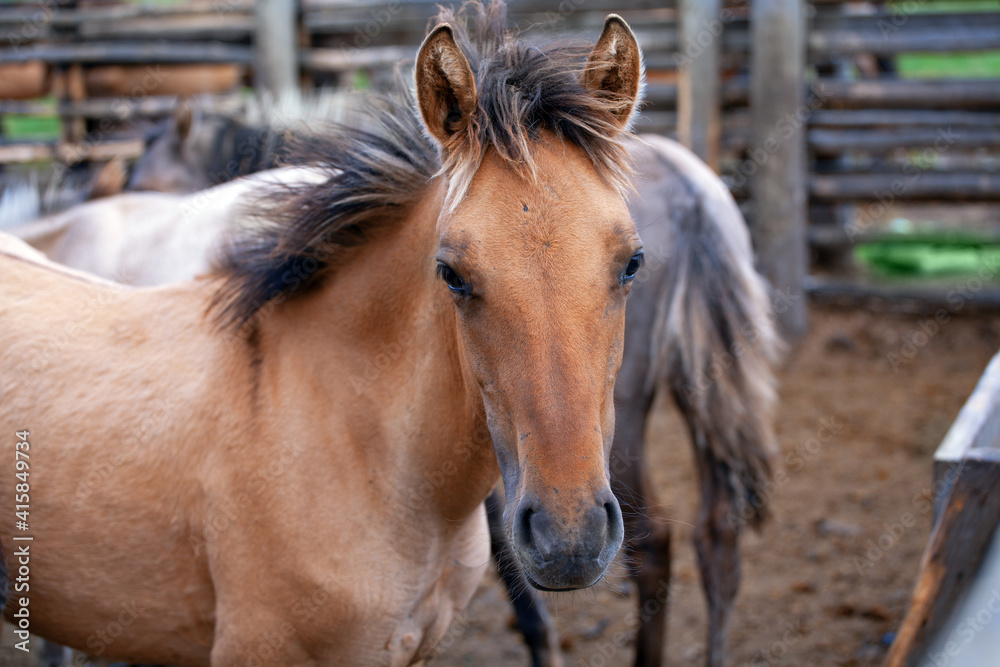 Obraz premium Foals in a Wooden Pen on the Farm. Concept Animal Husbandry, Horses, Livestock Breeding