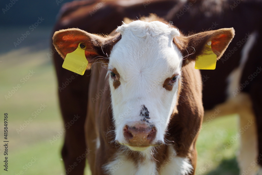 portrait of brown and white calf  with ear tags standing on pasture