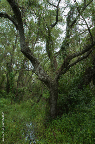 The wetlands. Tree growing in the forest. Beautiful vegetation green foliage texture. 