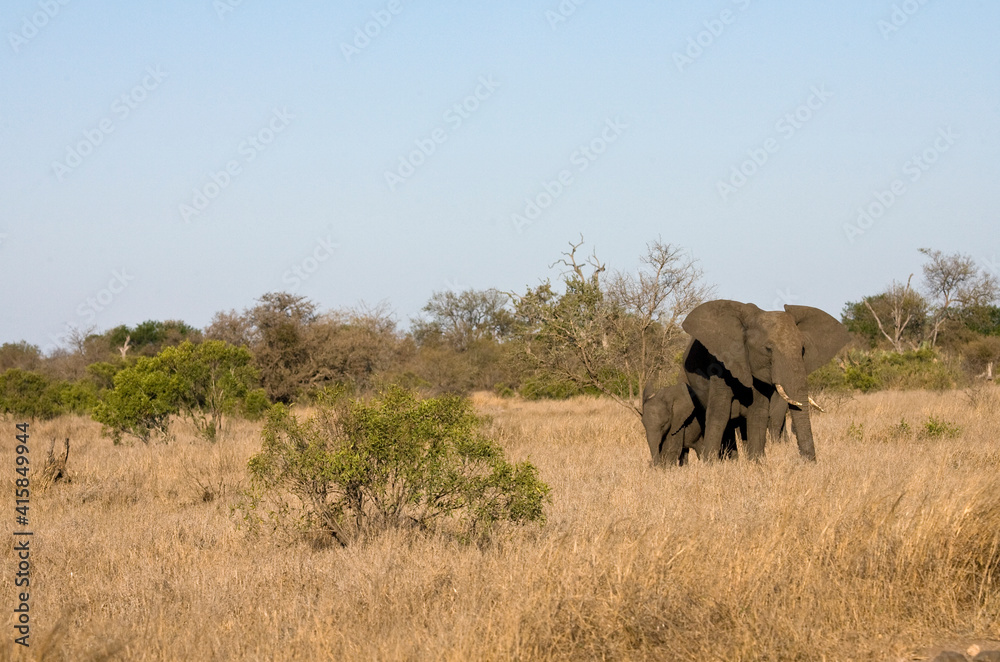 Afrikaanse Olifant, African Elephant, Loxodonta africana