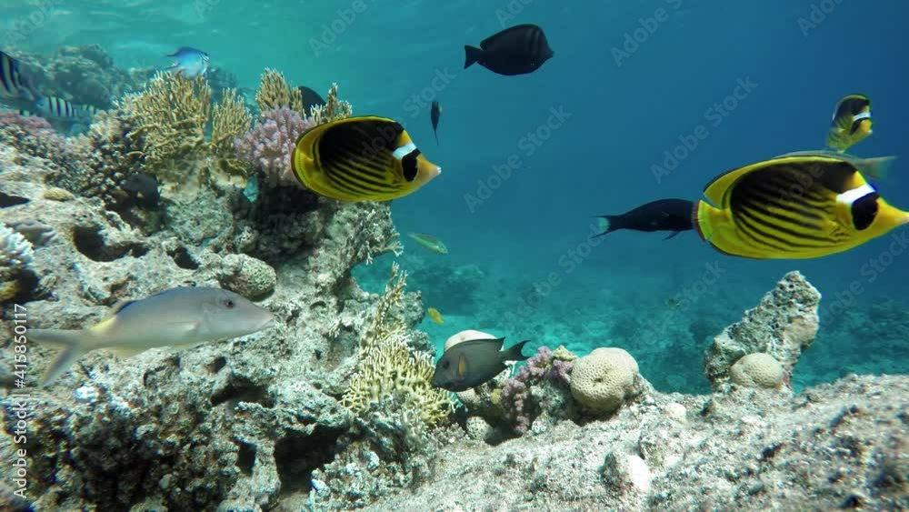 Diving. Tropical fish and coral reef. Underwater life in the ocean. Diving. Tropical fish and coral reef. Underwater life in the ocean.
