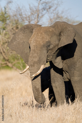 Afrikaanse Olifant, African Elephant, Loxodonta africana