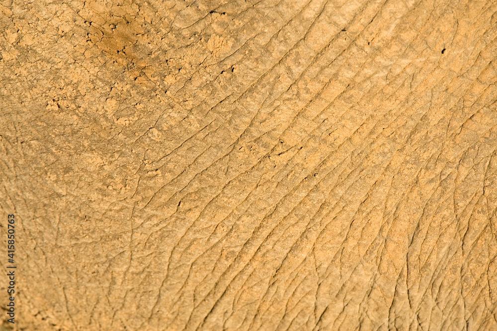 Afrikaanse Olifant, African Elephant, Loxodonta africana Afrikaanse Olifant, African Elephant, Loxodonta africana