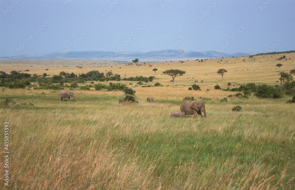 African Elephant, Afrikaanse olifant, Loxodonta africana African Elephant, Afrikaanse olifant, Loxodonta africana