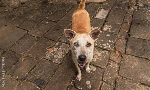 Fototapeta Naklejka Na Ścianę i Meble -  Piękne dzikie azjatyckie psy w świątyni na naturalnym tle.