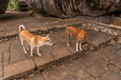 Piękne dzikie azjatyckie psy w świątyni na naturalnym tle. #415852389