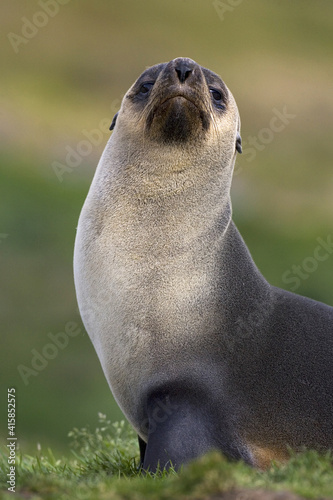 Antarctic Fur Seal, Antarctische Pelsrob, Arctocephalus gazella