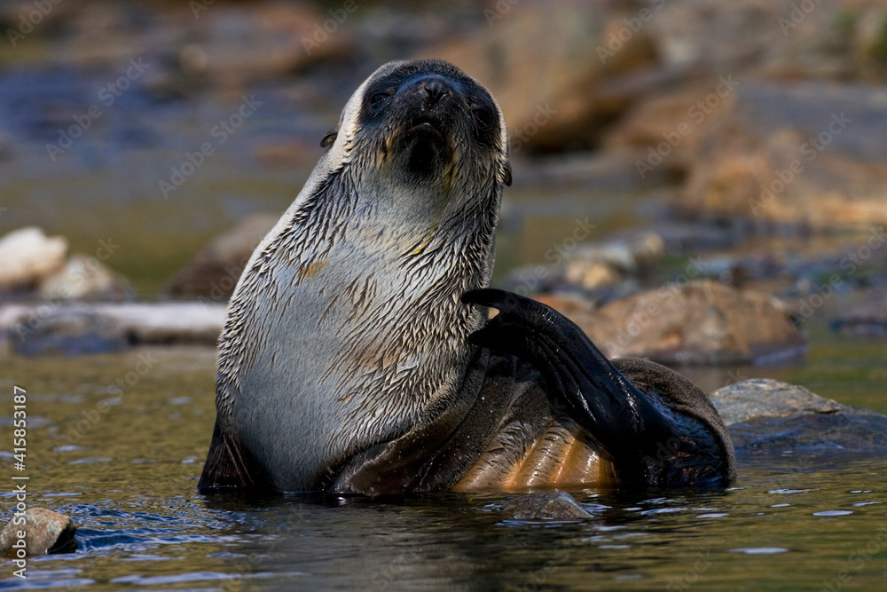Fototapeta premium Antarctische Pelsrob, Antarctic Fur Seal, Arctocephalus gazella