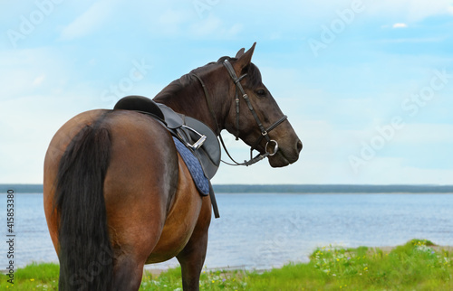 Horse is standing against the landscape, rear view, close-up portrait.