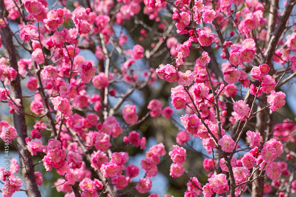 pink plum(ume) blossom in spring pink plum(ume) blossom in spring