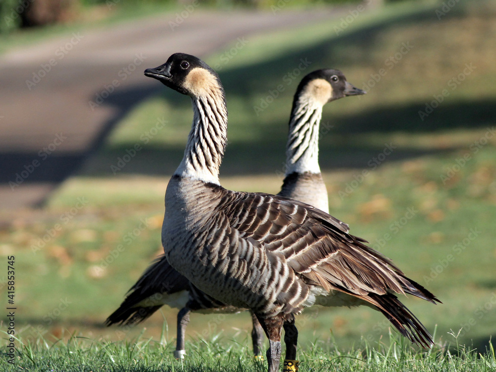 Pair of Endangered Hawaiian Geese (Nene) Pair of Endangered Hawaiian Geese (Nene)