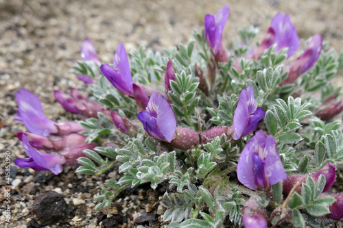 Pursh's Locoweed - Astragalus purshii photo