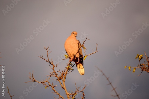 Bird on tree