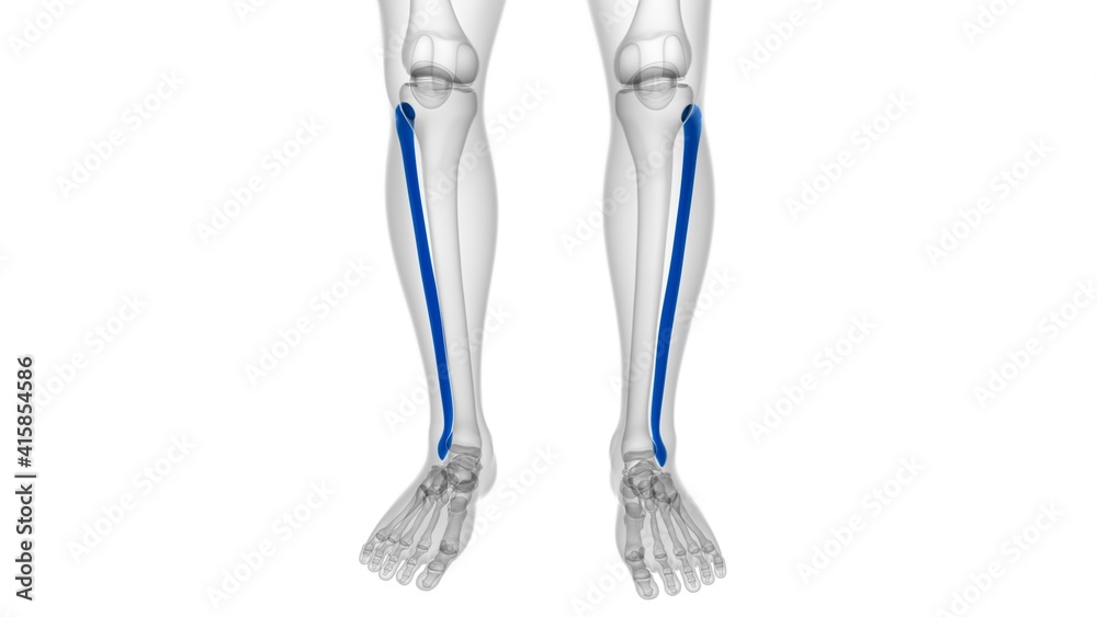 Human skeleton anatomy Fibula Bone 3D Rendering Human skeleton anatomy Fibula Bone 3D Rendering