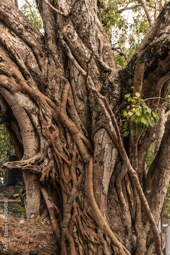 Ogromne drzewo w buddyjskiej świątyni, pnącza naturalne tło.