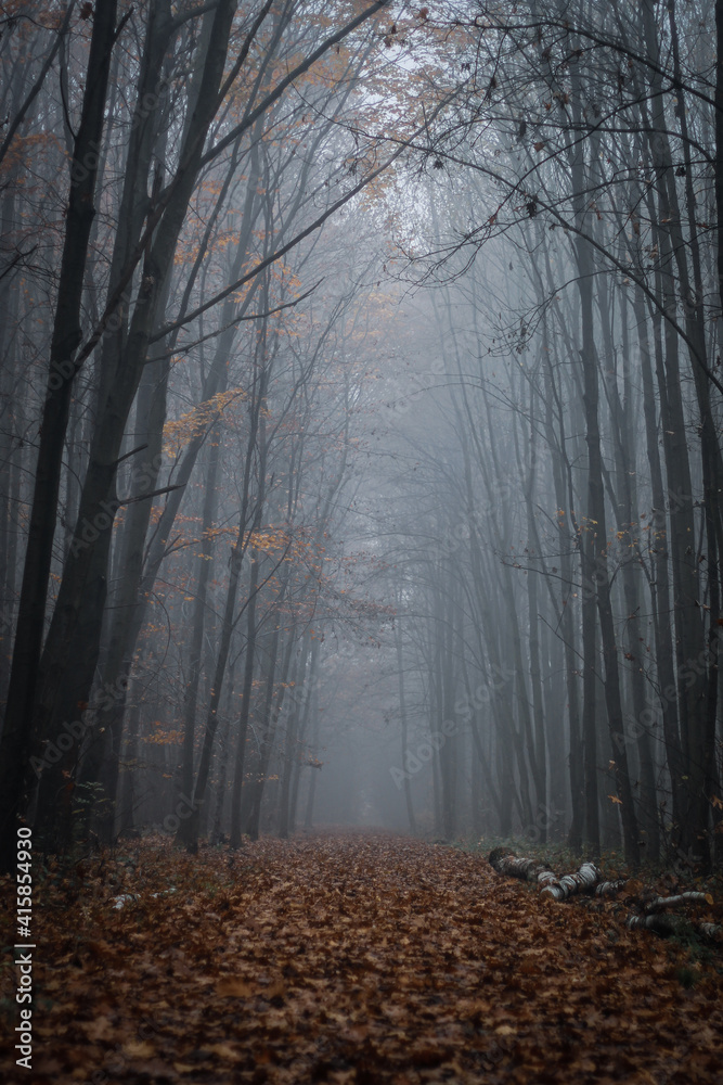 Misty forest during fall