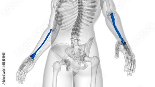 Human skeleton anatomy Radius Bone 3D Rendering