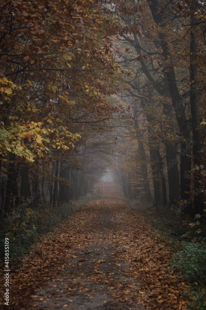 Path through autumn forest