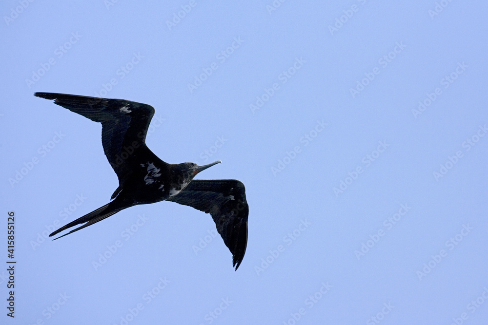 Fototapeta premium Ascension Frigatebird, Ascensionfregatvogel, Fregata aquila