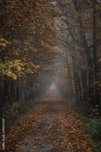 Path through autumn forest © Lucie