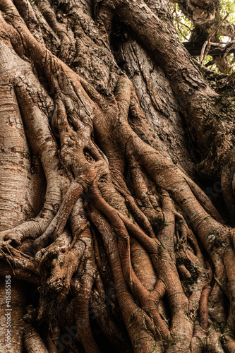 Ogromne drzewo w buddyjskiej świątyni, pnącza naturalne tło.