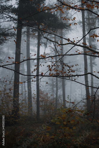Branches in foggy forest © Lucie