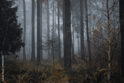 Woods in fog