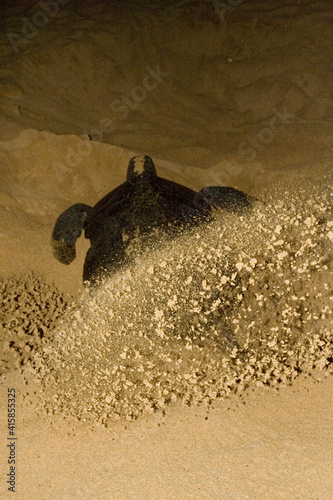 Atlantic Green Turtle photo