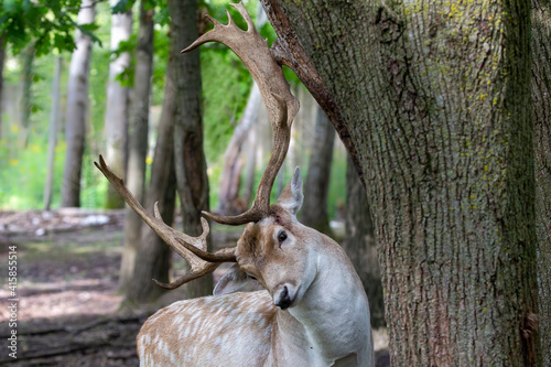 The fallow deer (Dama dama) . Male fallow deer with beautiful antlers. Animal native to Europe. © Denny