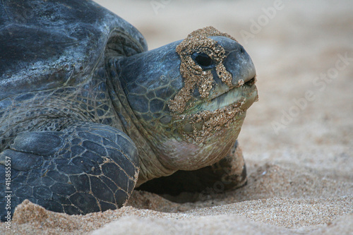 Atlantic Green Turtle photo