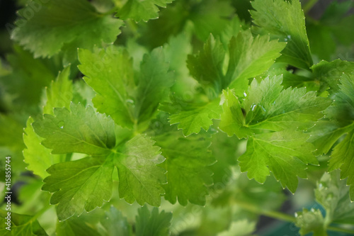 Closeup fresh green organic celery leaves.
