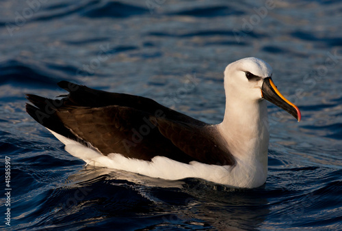 Atlantische Geelsnavelalbatros, Atlantic Yellow-nosed Albatross,Thalassarche chlororhynchos