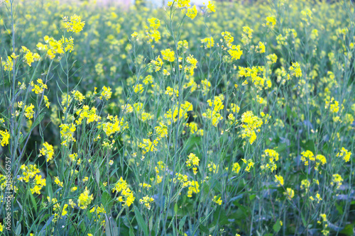 Fototapeta Naklejka Na Ścianę i Meble -  Musturd flowers in field 