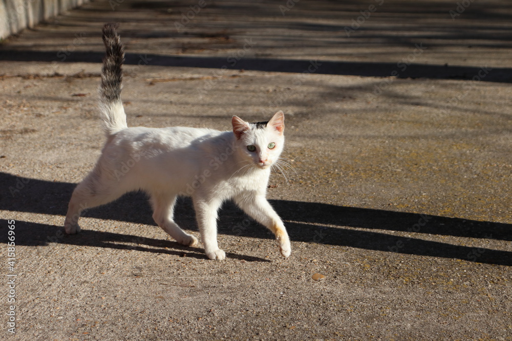 Gato callejero Gato callejero