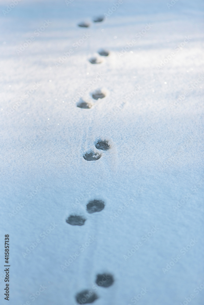 Footprints on ice, prints on snow and ice. Footprints on ice, prints on snow and ice.
