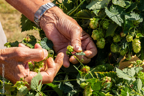 Hopfen