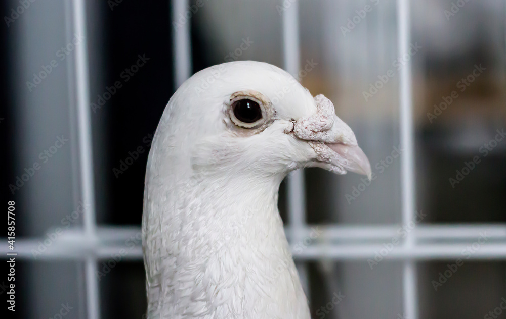 Bird portrait. Dove head. Poultry keeping. Divorce of pigeons. Bird portrait. Dove head. Poultry keeping. Divorce of pigeons.