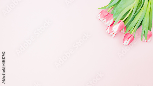 Flat composition with pink tulips on pink background